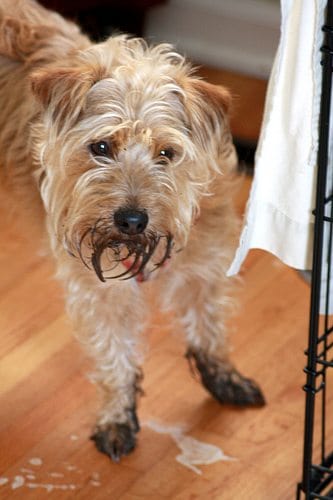 buster Buster's Morning Dig