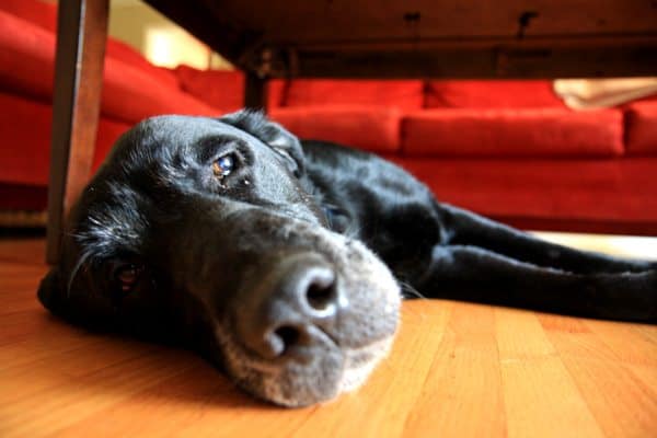 jake-area-rug