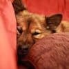 Dog Tired