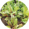 lettuce