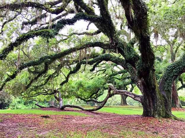 Avery Island | Tabasco - #tabascotastemakers | TheNoshery.com - @TheNoshery