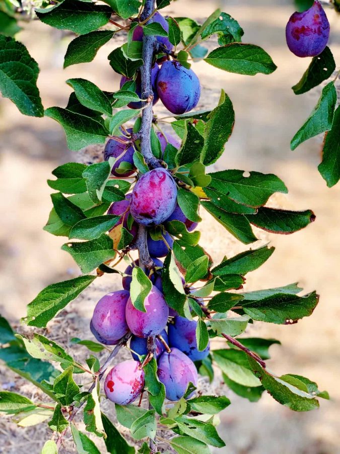 prune tree vs plum tree